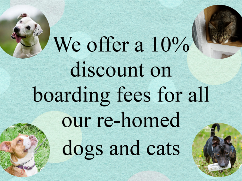 hilbrae dogs for rehoming